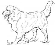 Printable Bernese Mountain Dog coloring pages